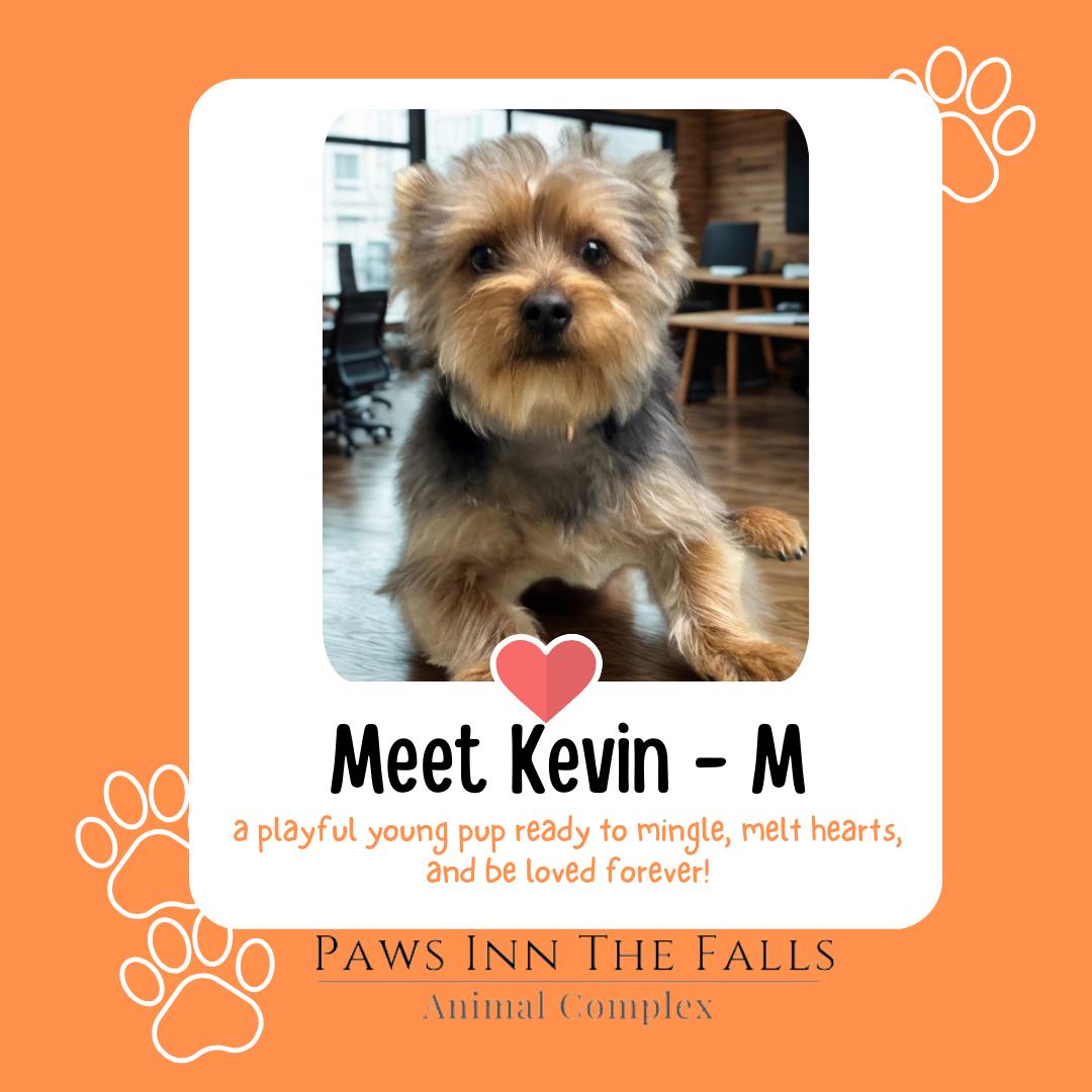 Enlarge Kevin, a ADOPTABLE Yorkshire Terrier in Wheatfield, NY image 1/1