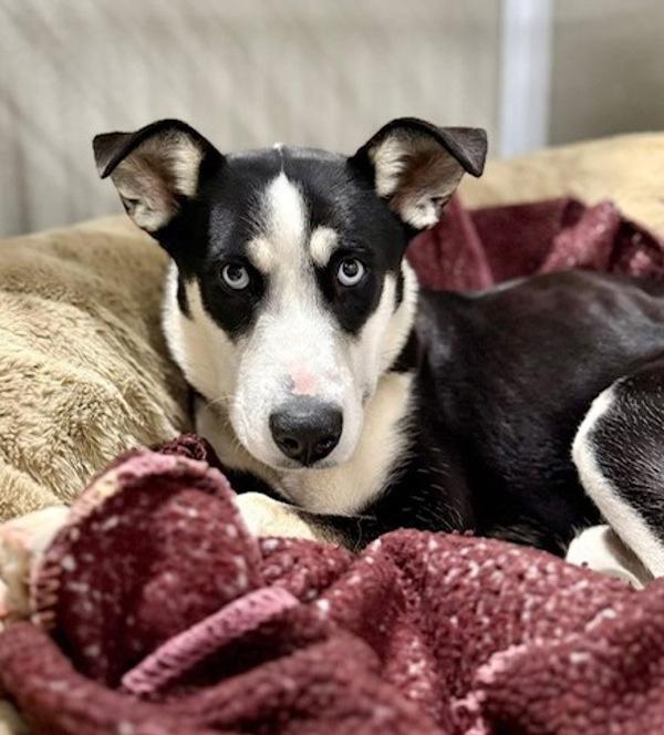 Winter, Adoptable, Young Female Siberian Husky.