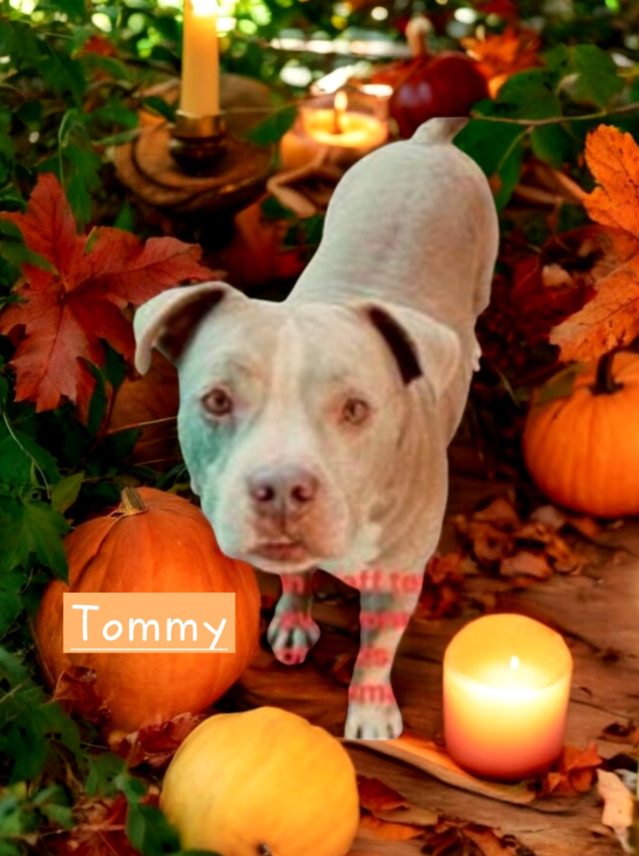 Tommy, a Adoptable American Staffordshire Terrier in Winter haven, FL image 2/2