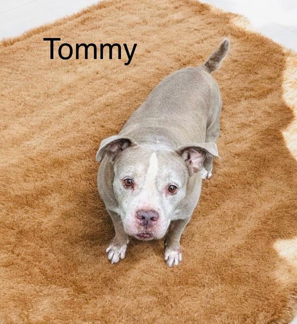 Tommy, Adoptable, Adult Male American Staffordshire Terrier.