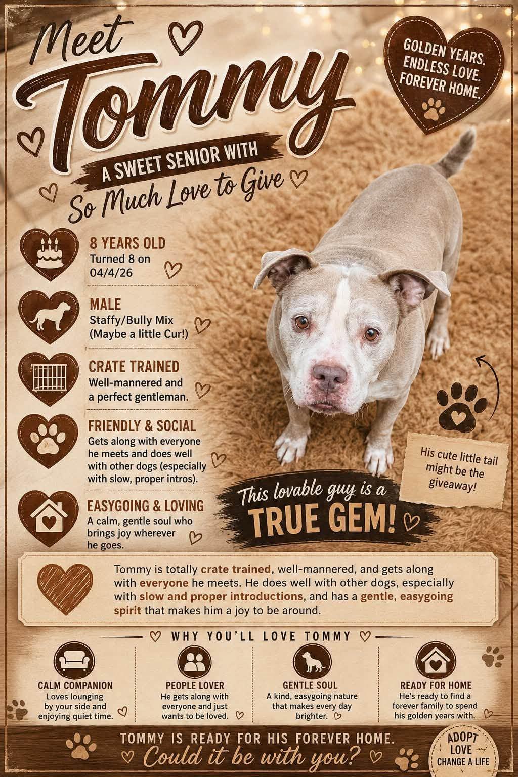 Tommy, Adoptable, Adult Male American Staffordshire Terrier.