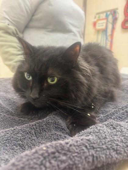 Spirit, Adoptable, Adult Male Domestic Long Hair & Domestic Short Hair.