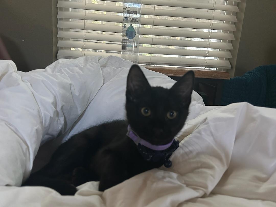 Enlarge Tim, a Adopted Domestic Short Hair in Round Rock, TX image 1/2