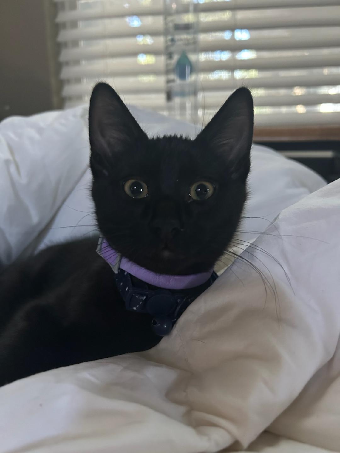 Tim, Adopted, Young Male Domestic Short Hair.