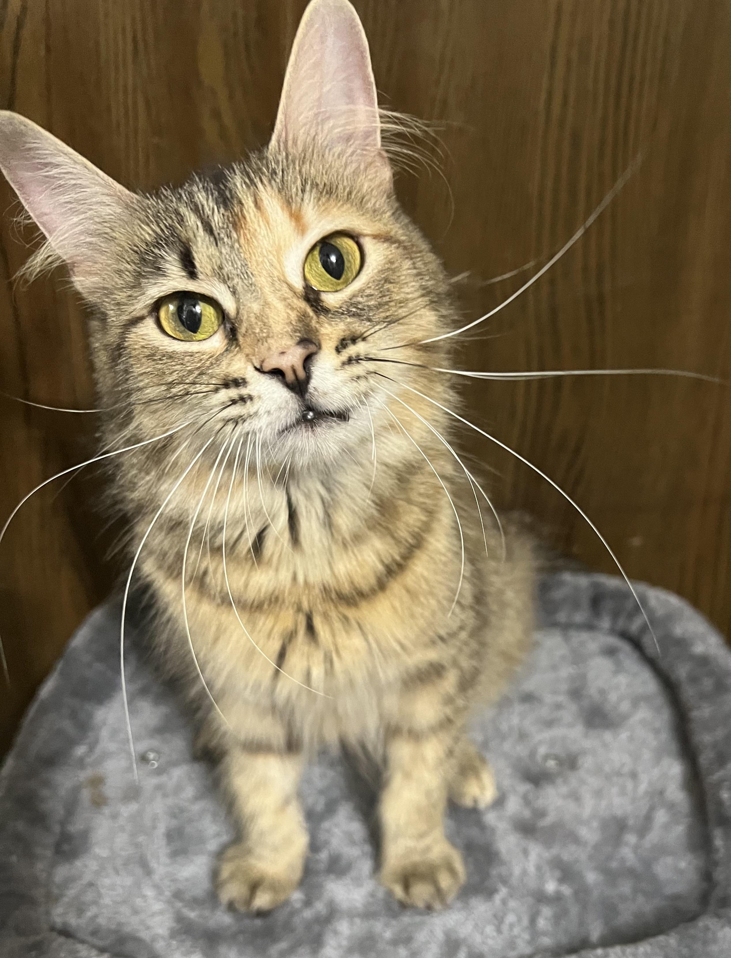 Fancy - Portofino Petsmart Petsmart