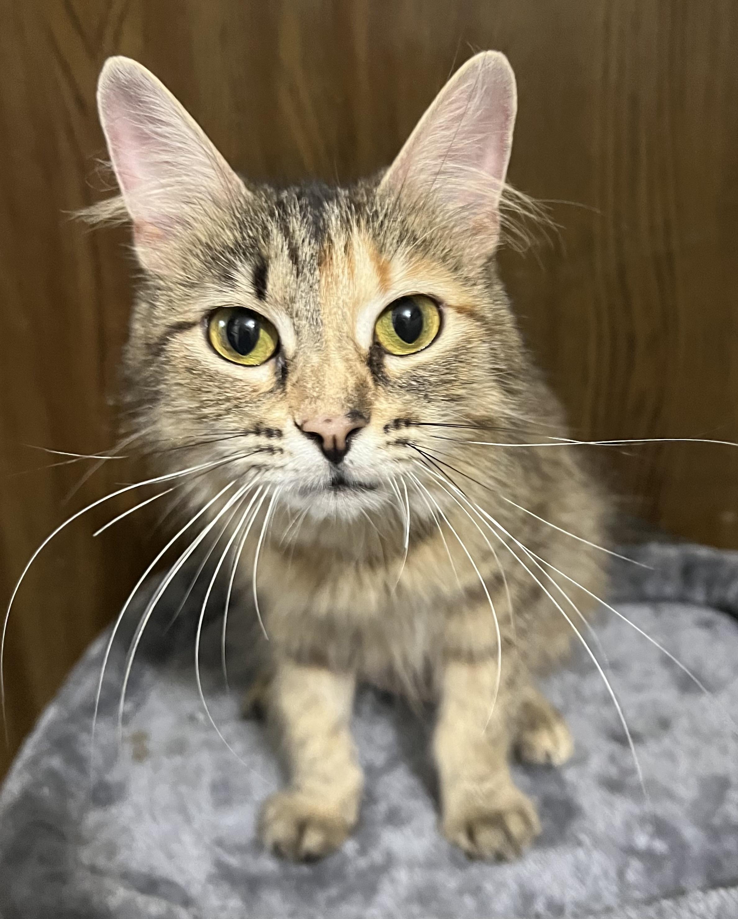 Fancy - Portofino Petsmart Petsmart