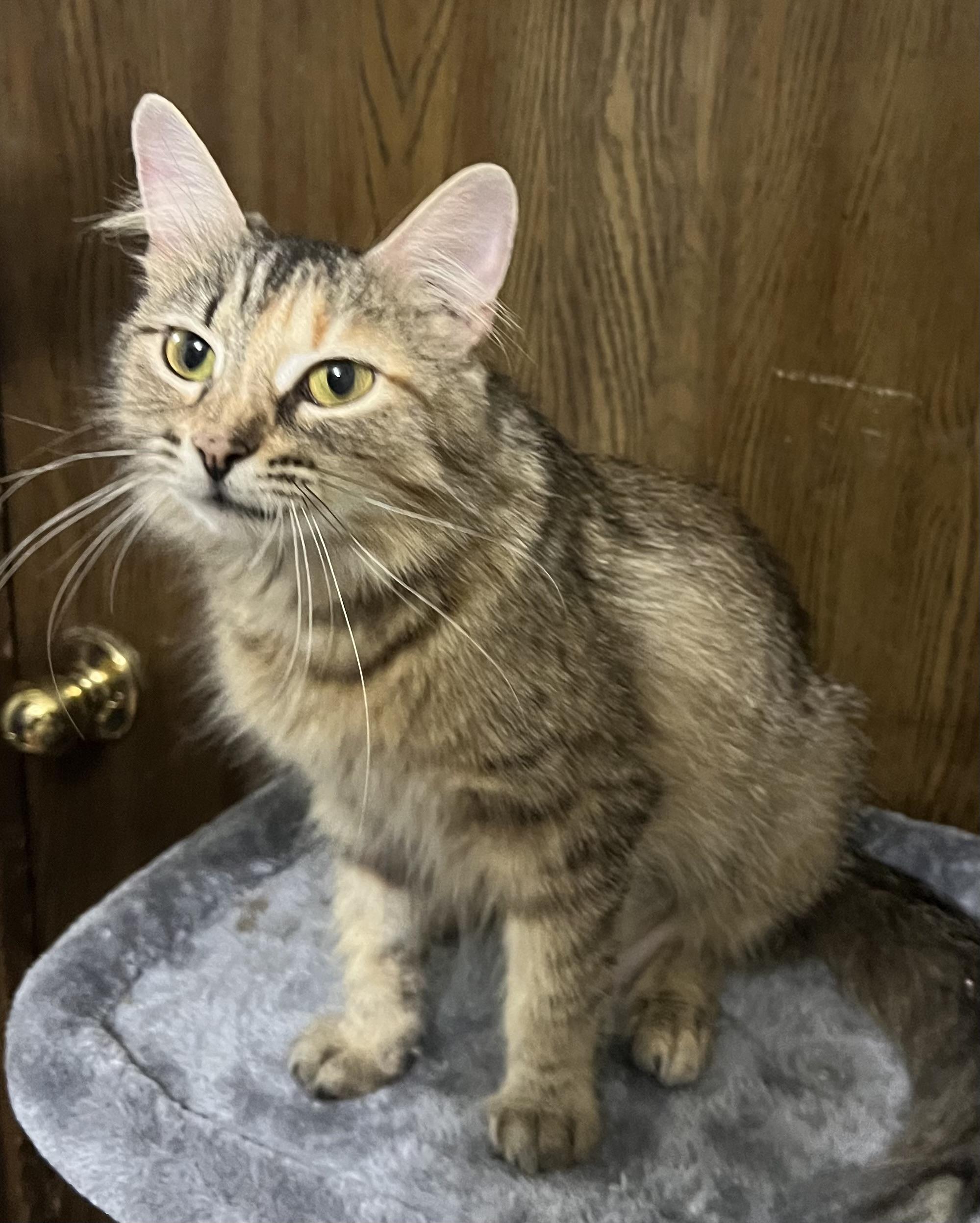 Fancy - Portofino Petsmart Petsmart