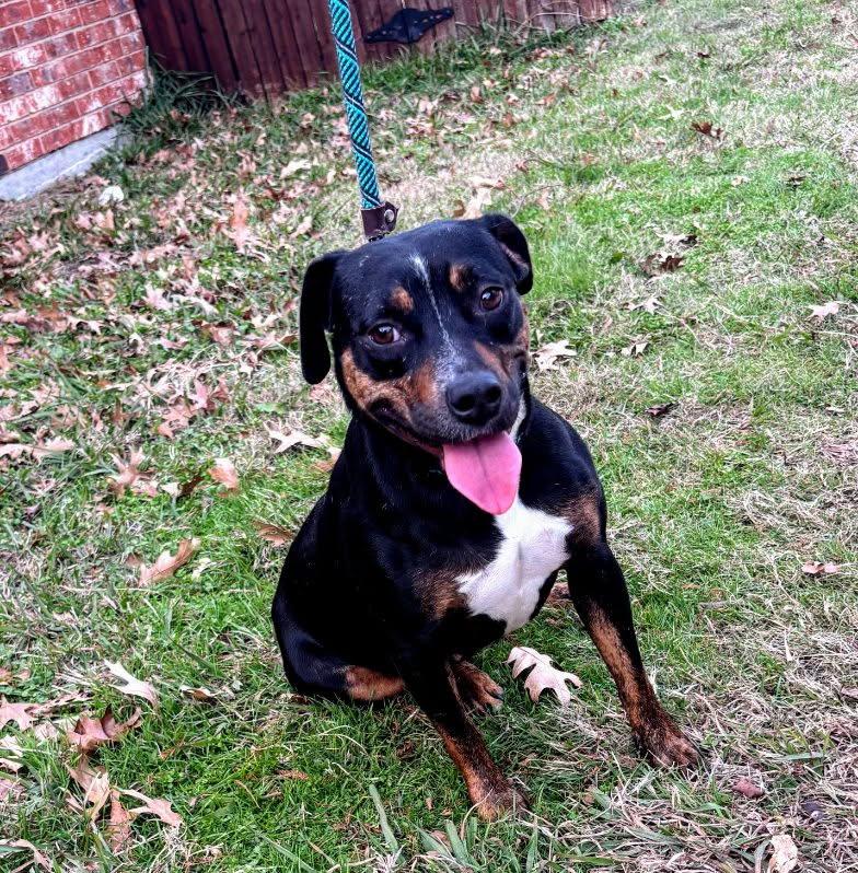 Shirley, Adoptable, Adult Female Beagle.