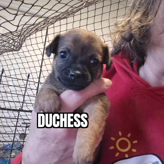 Duchess , adopted, Puppy Female Chihuahua.