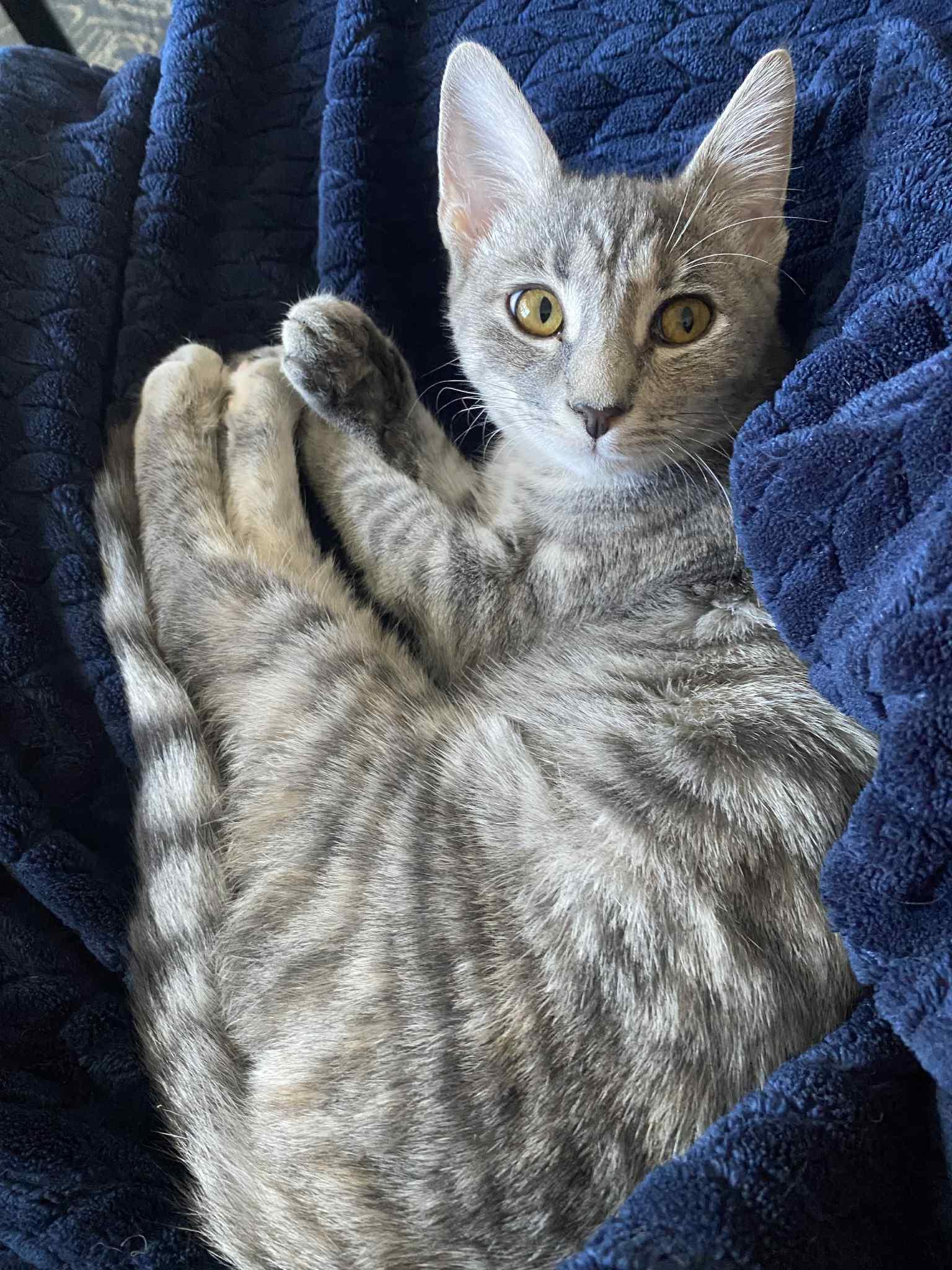 Cindy Moon, a Adoptable Domestic Short Hair in Richmond, KY image 1/4