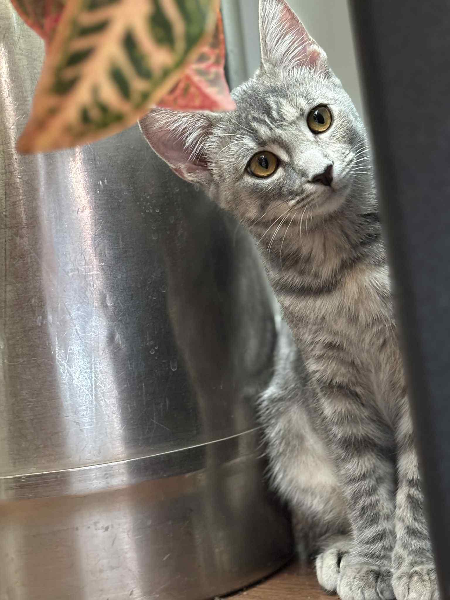 Cindy Moon, a Adoptable Domestic Short Hair in Richmond, KY image 3/4