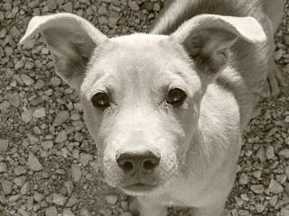 Deebo, an adoptable Labrador Retriever, Shepherd in Anaconda, MT, 59711 | Photo Image 1