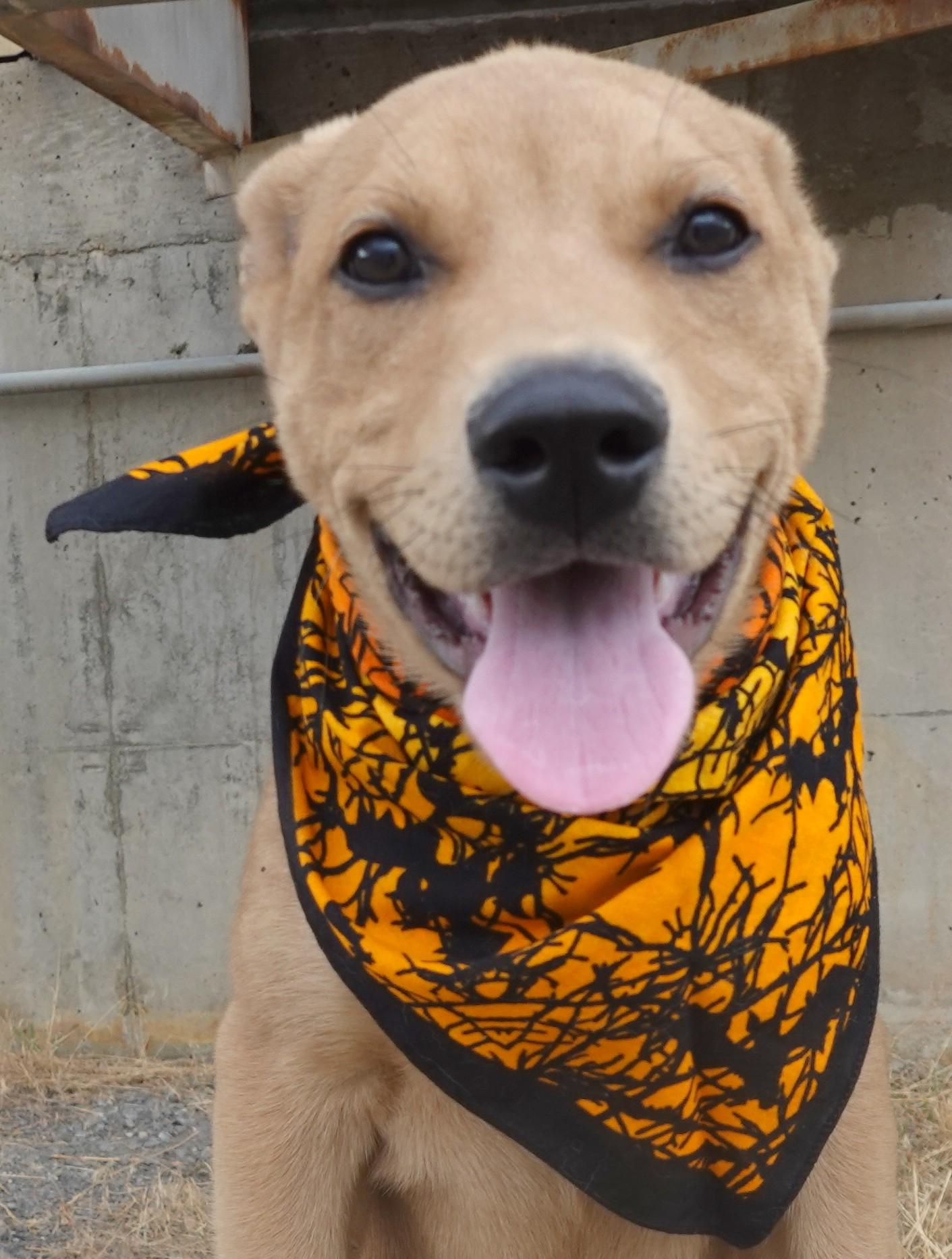 Deebo, an adoptable Labrador Retriever, Shepherd in Anaconda, MT, 59711 | Photo Image 3