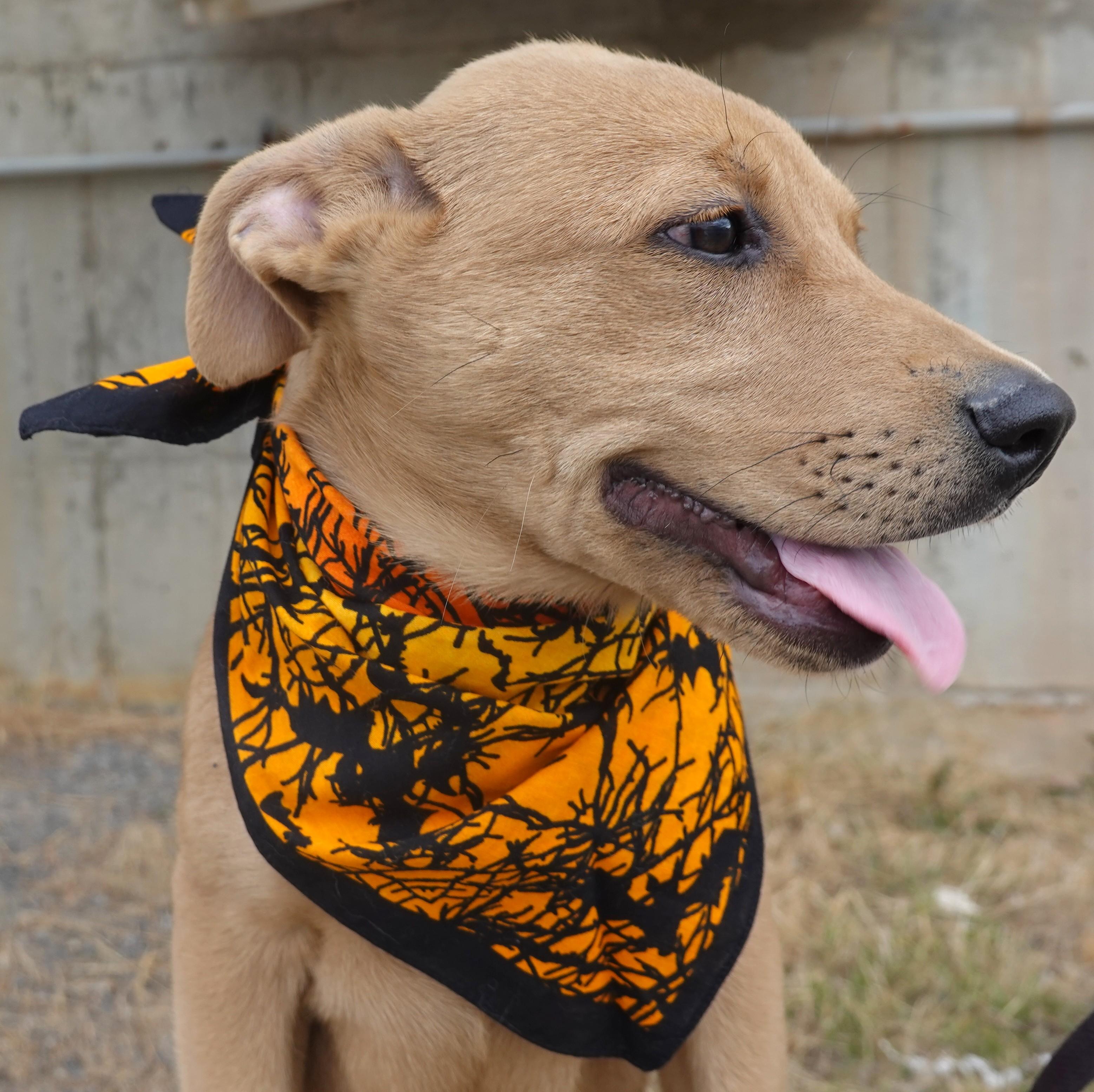 Deebo, an adoptable Labrador Retriever, Shepherd in Anaconda, MT, 59711 | Photo Image 4