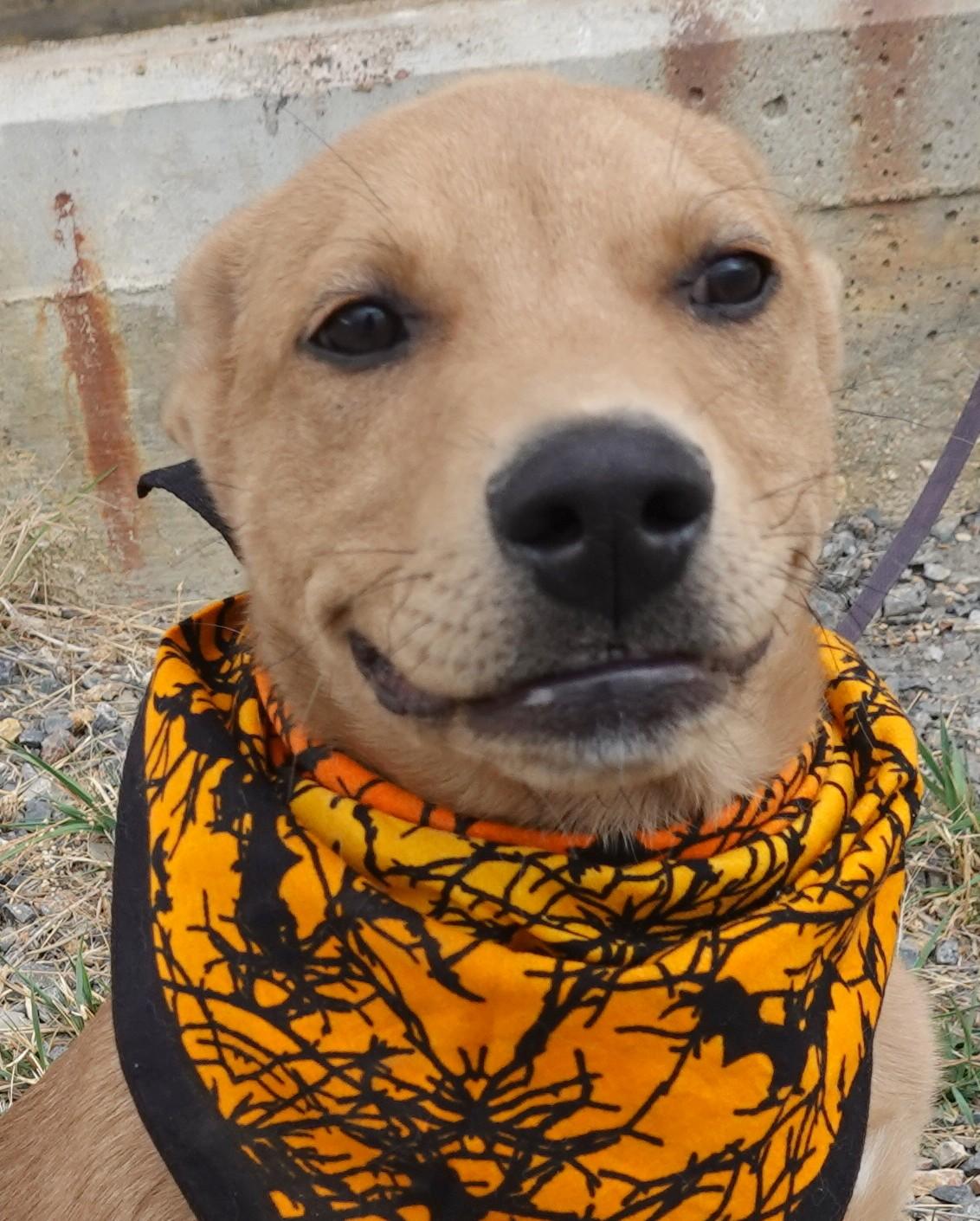 Deebo, an adoptable Labrador Retriever, Shepherd in Anaconda, MT, 59711 | Photo Image 2