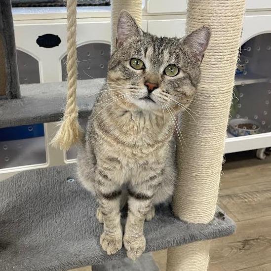 Enlarge Rajah, a Adoptable Domestic Short Hair in Prescott, AZ image 1/5