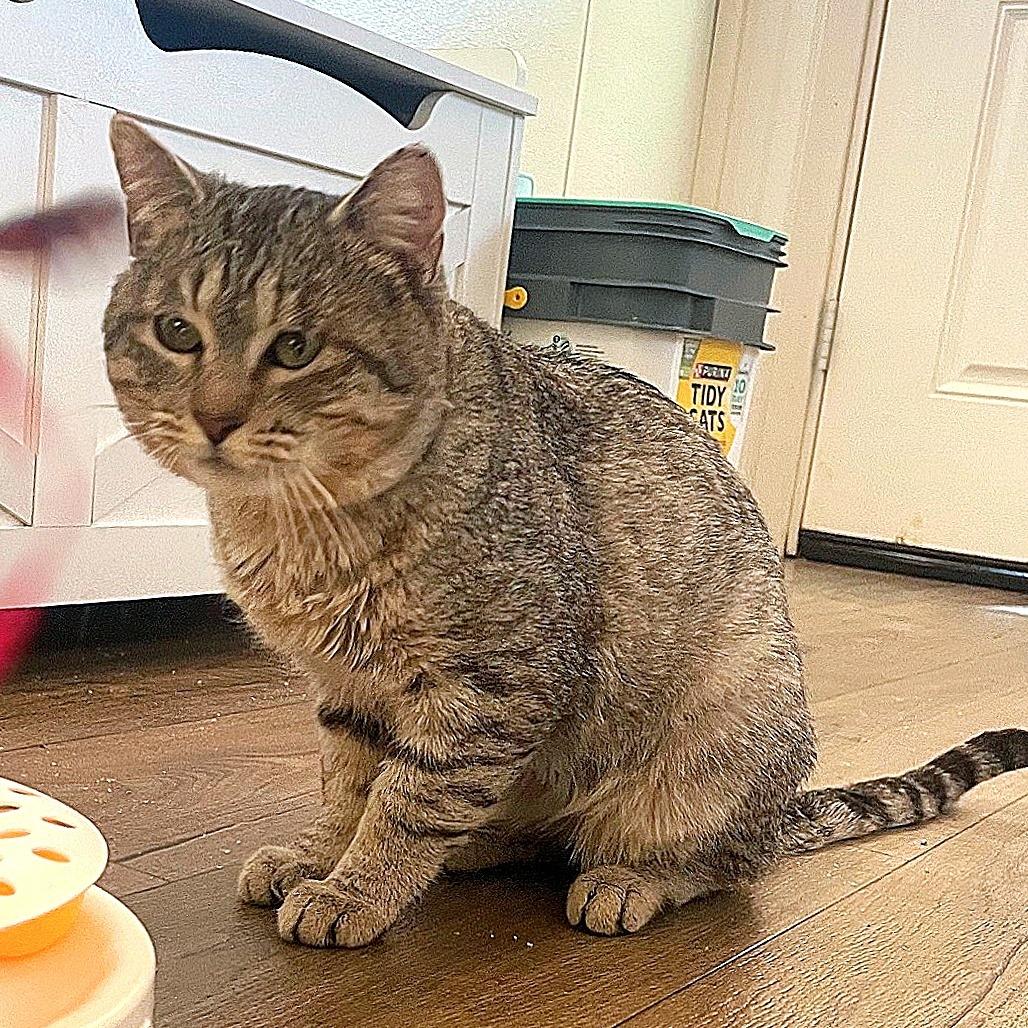 Enlarge Rajah, a Adoptable Domestic Short Hair in Prescott, AZ image 2/5