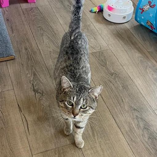 Enlarge Rajah, a Adoptable Domestic Short Hair in Prescott, AZ image 3/5