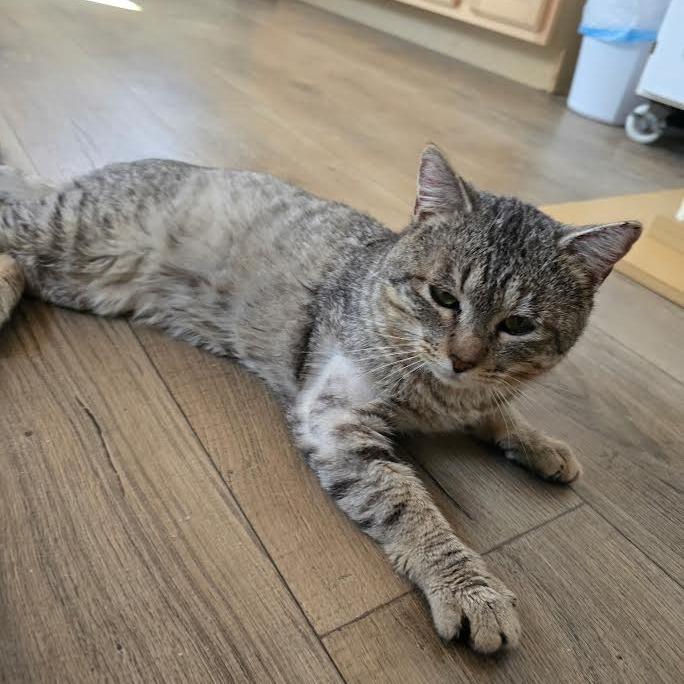 Rajah — thumbnail 3