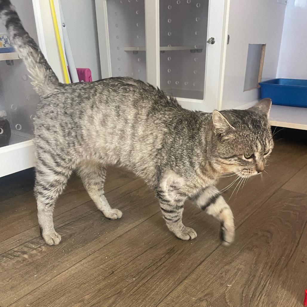 Enlarge Rajah, a Adoptable Domestic Short Hair in Prescott, AZ image 5/5