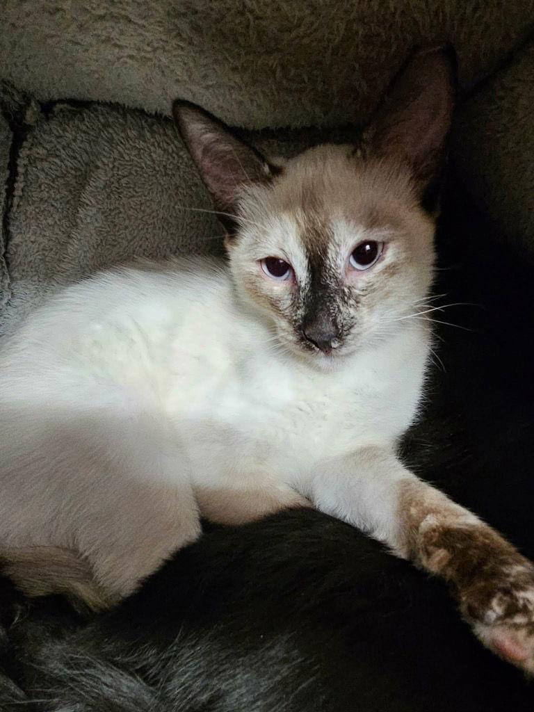 Amanda, a Adoptable mixed breed in Saint George, UT image 1/2