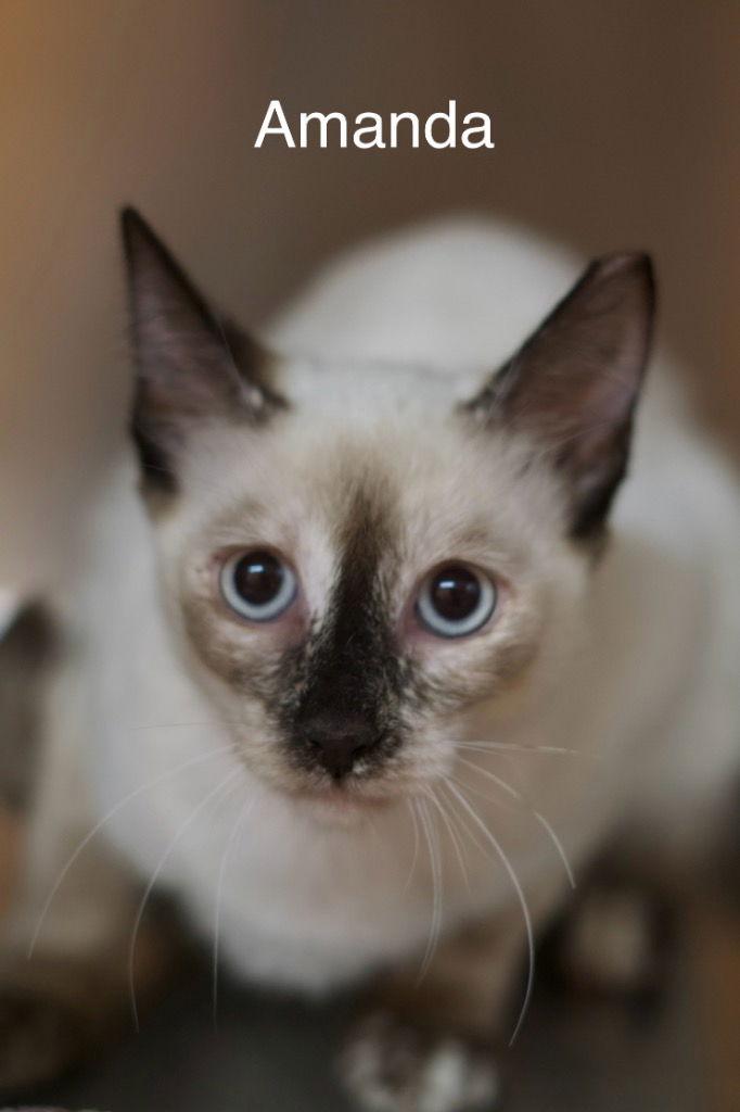 Amanda, a Adoptable mixed breed in Saint George, UT image 2/2