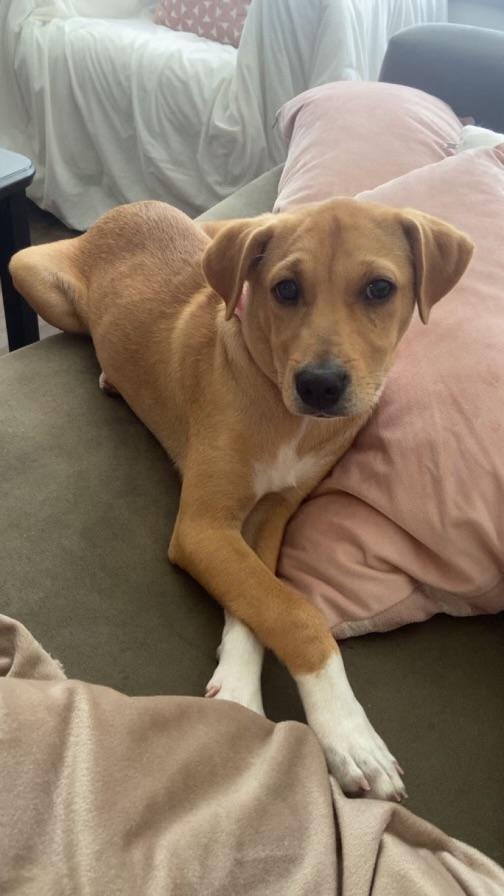 Jelly, Adoptable, Puppy Female Yellow Labrador Retriever.