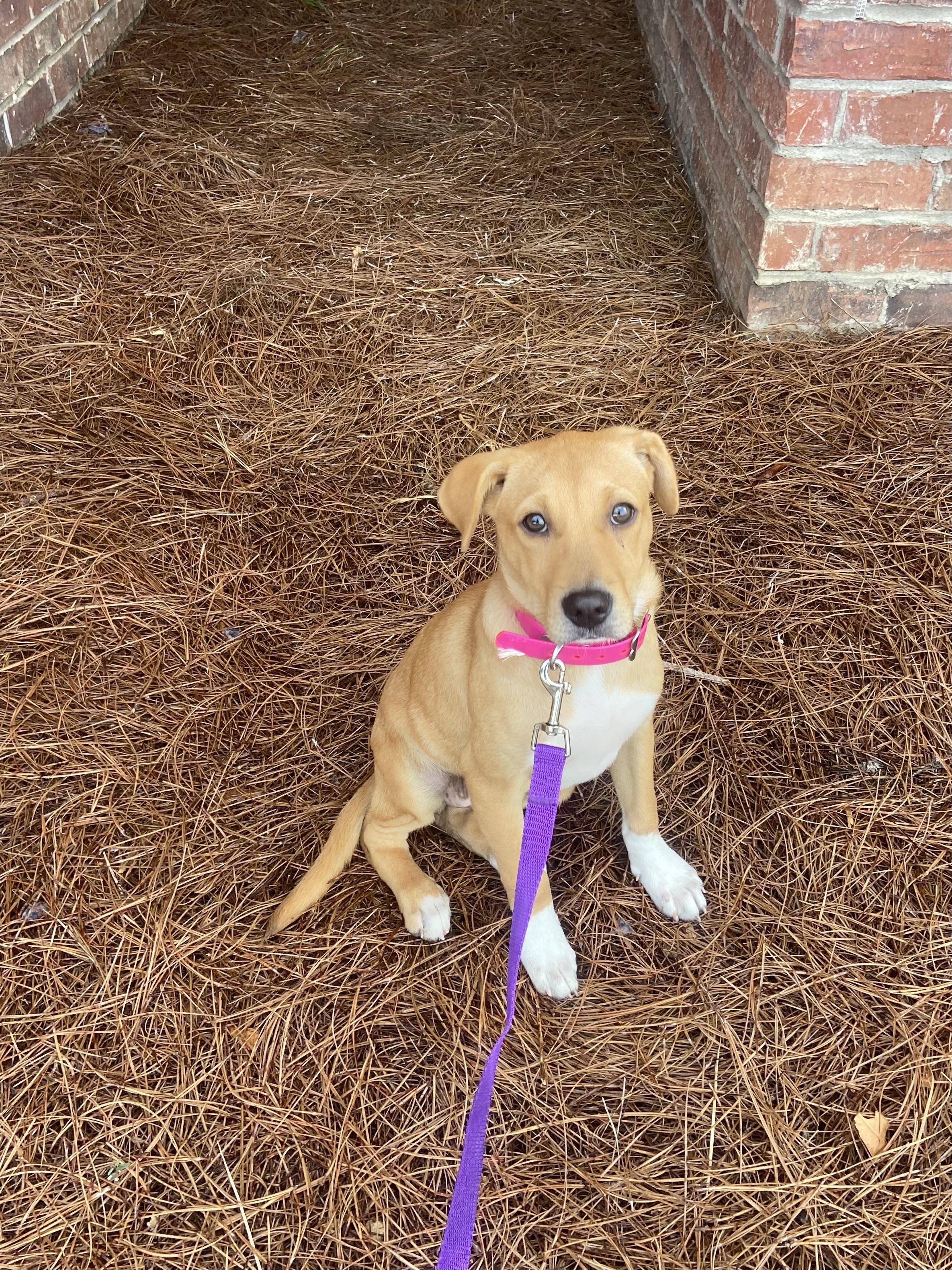 Enlarge Jelly, a Adoptable mixed breed in Tallahassee, FL image 2/3