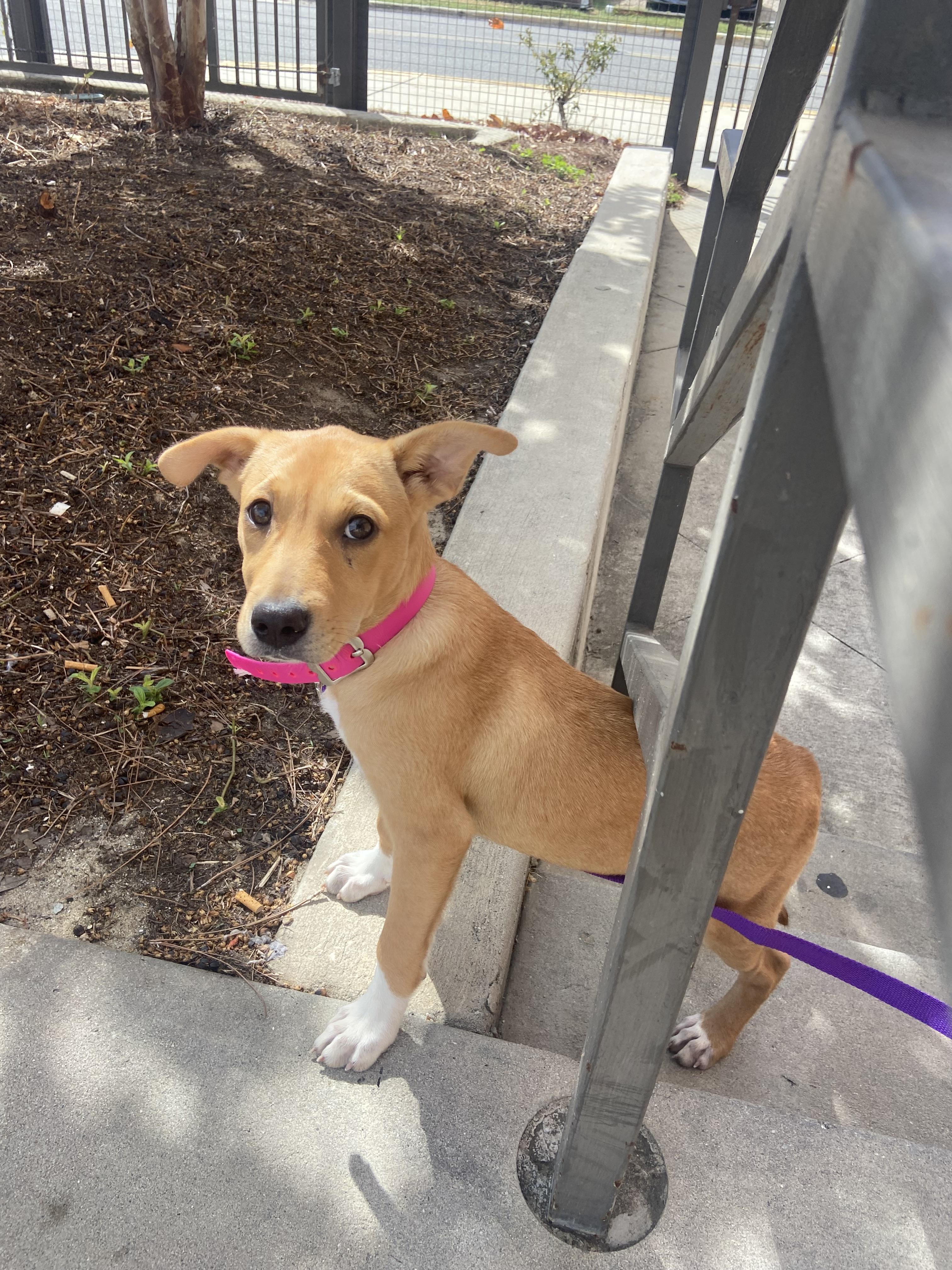 Enlarge Jelly, a Adoptable mixed breed in Tallahassee, FL image 3/3