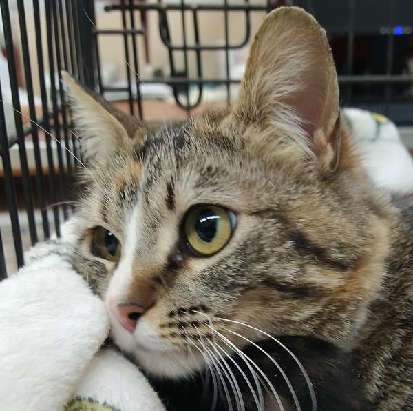 Papaya 46079, a Adoptable mixed breed in Pocatello, ID image 2/2