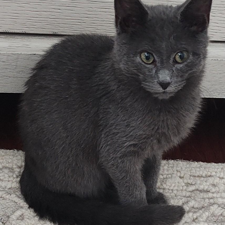 Enlarge COALSON, a Adoptable Russian Blue in Charlotte, NC image 1/6