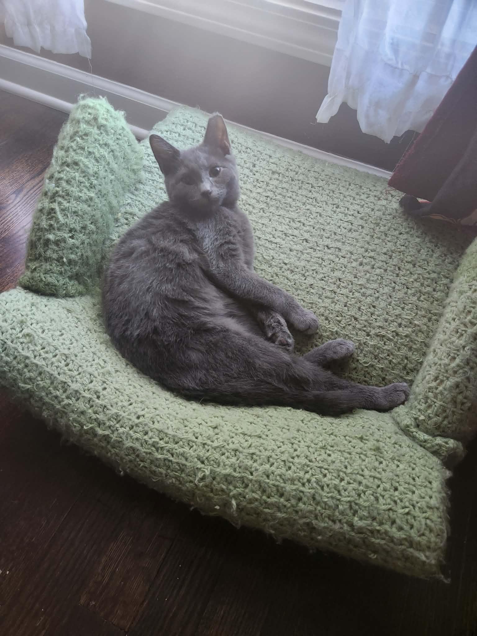 Enlarge COALSON, a Adoptable Russian Blue in Charlotte, NC image 6/6