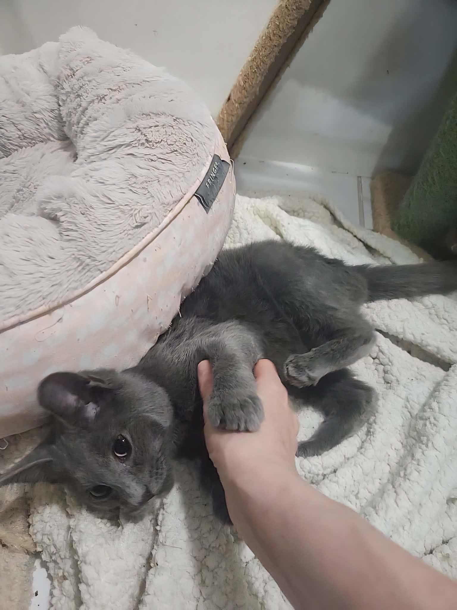 Enlarge COALSON, a Adoptable Russian Blue in Charlotte, NC image 3/6