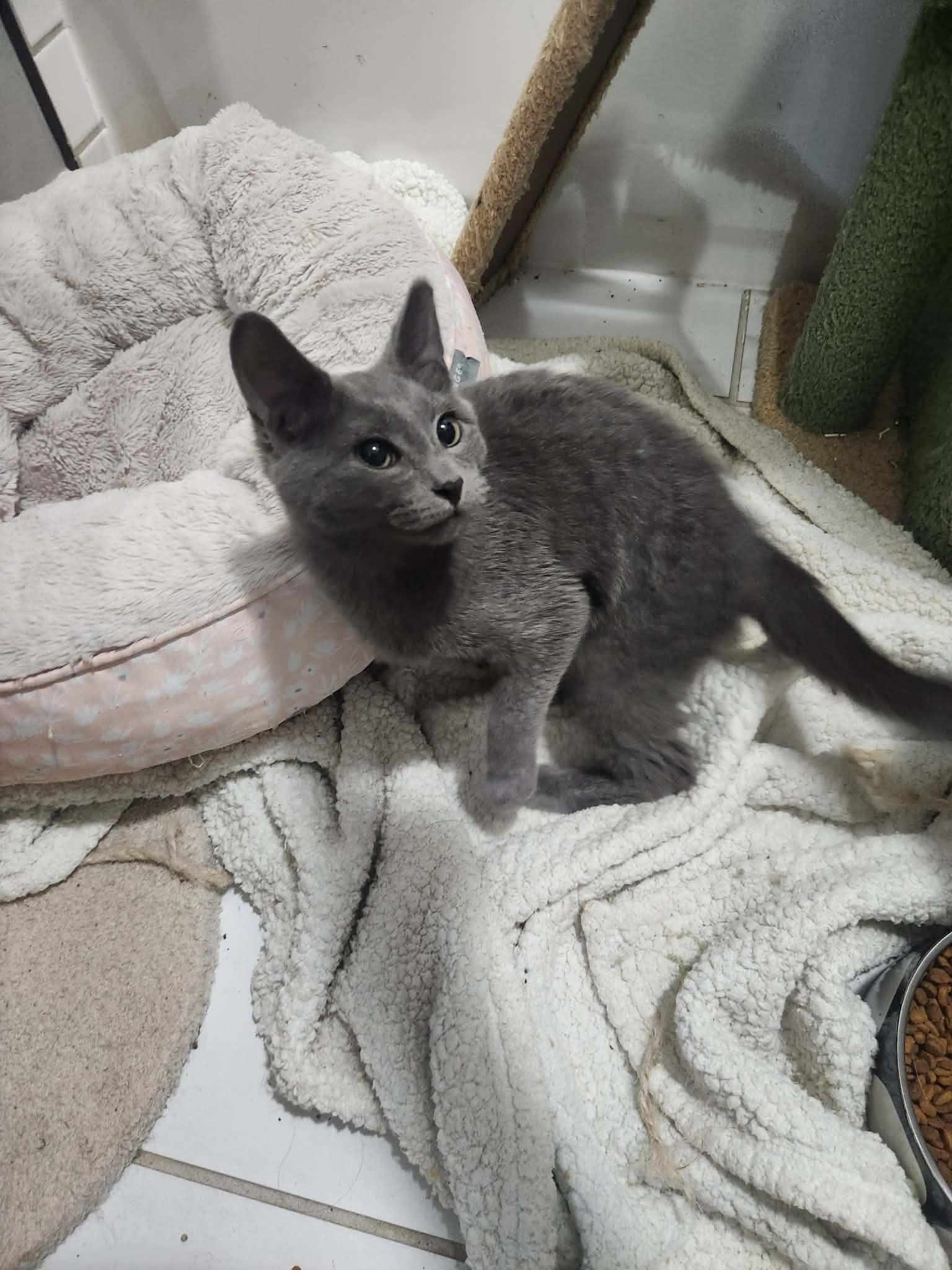 Enlarge COALSON, a Adoptable Russian Blue in Charlotte, NC image 4/6