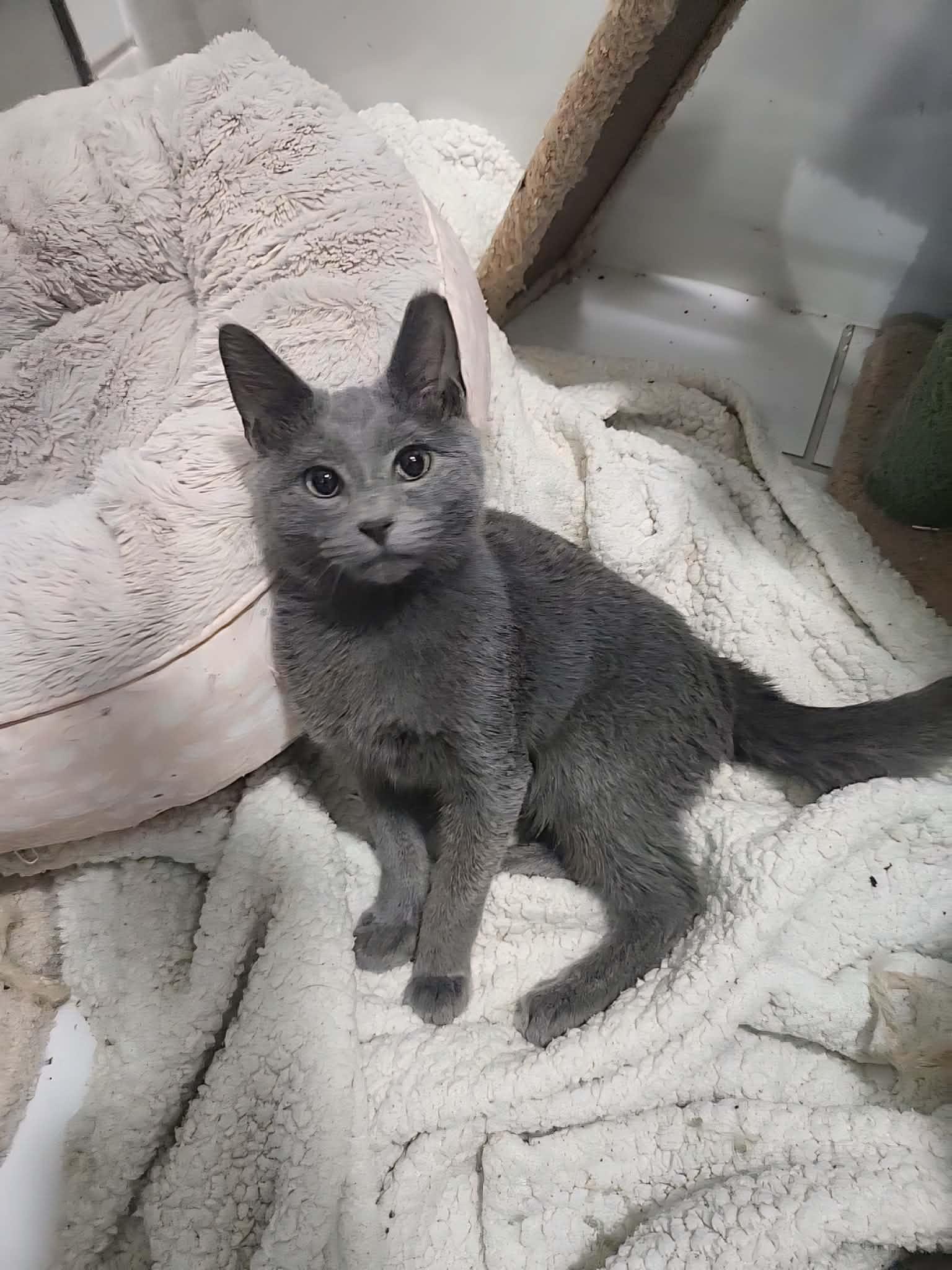 Enlarge COALSON, a Adoptable Russian Blue in Charlotte, NC image 2/6
