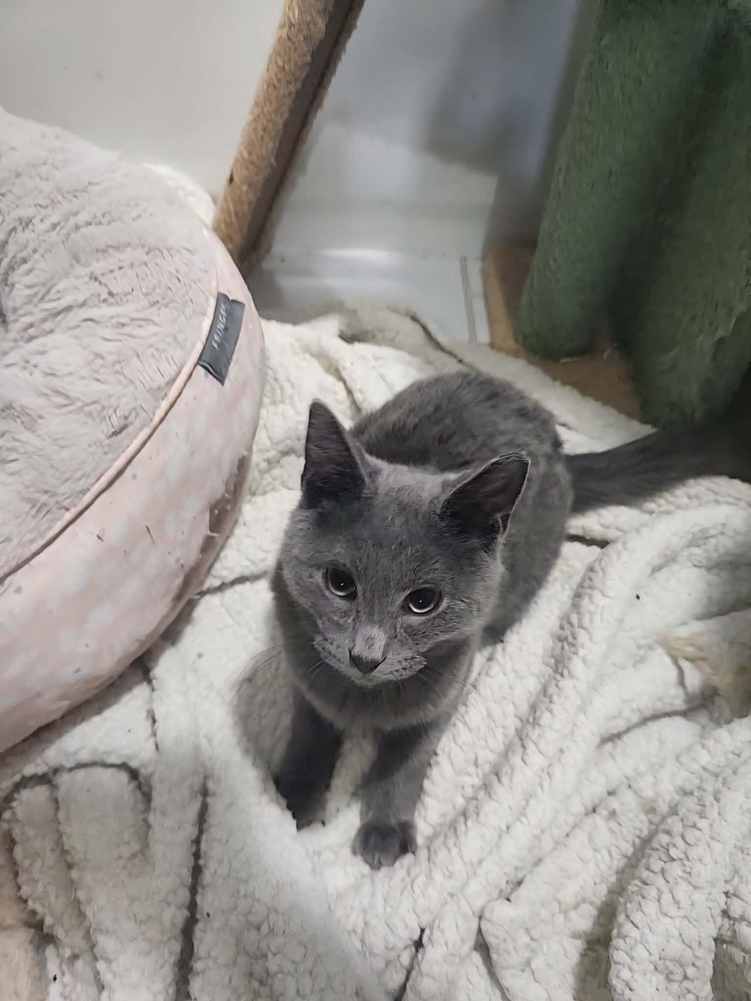 Enlarge COALSON, a Adoptable Russian Blue in Charlotte, NC image 5/6