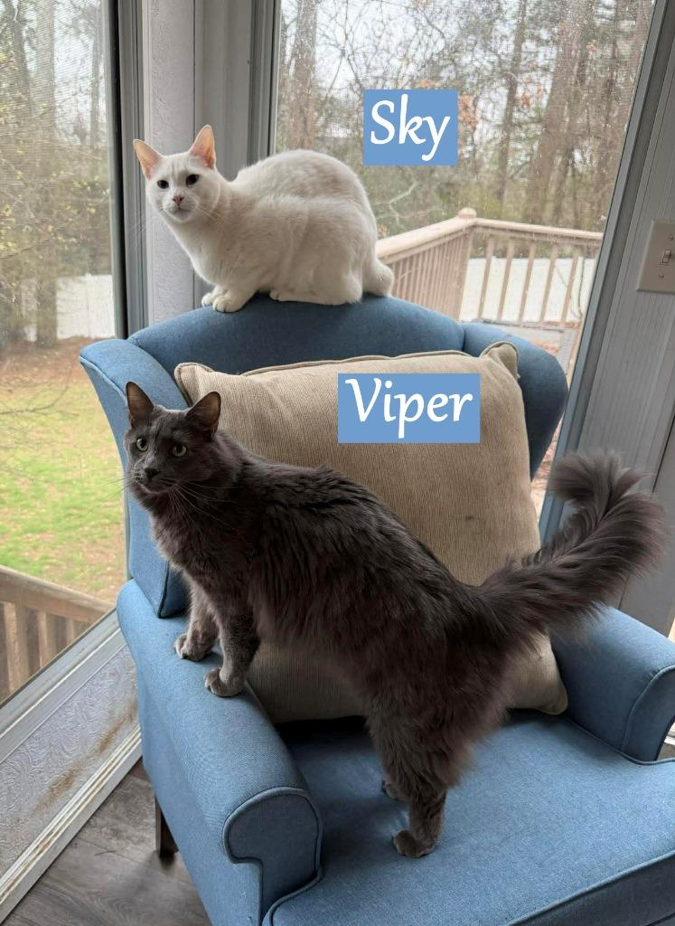 Enlarge Sky, a Adopted mixed breed in Hoover , AL image 1/1