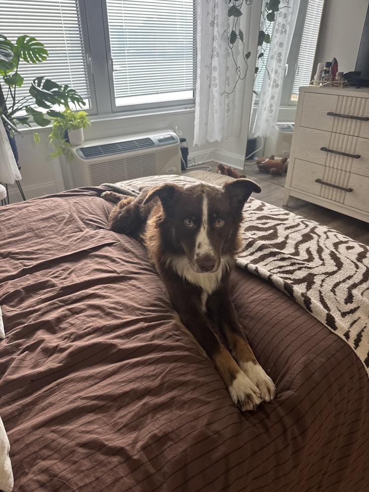 Enlarge Elroy, a Adoptable mixed breed in Manhattan, NY image 2/4