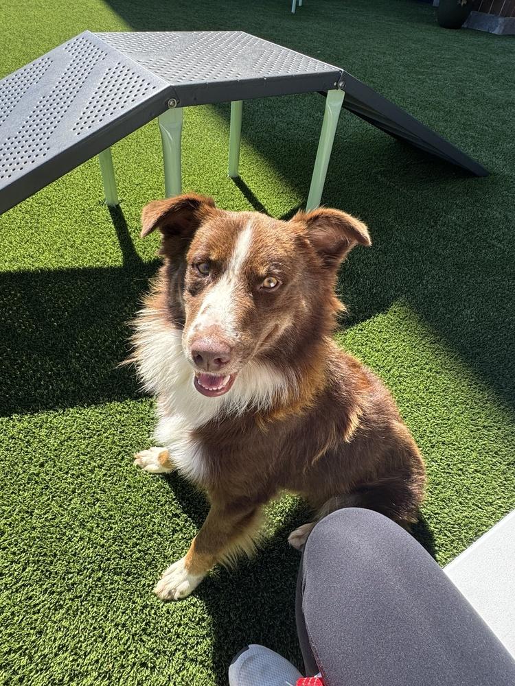 Enlarge Elroy, a Adoptable mixed breed in Manhattan, NY image 3/4