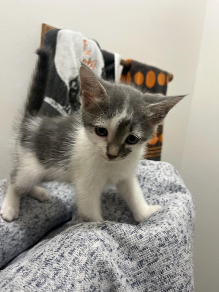 2025-09-258 *Misty*, Adopted, Kitten Female Domestic Short Hair.