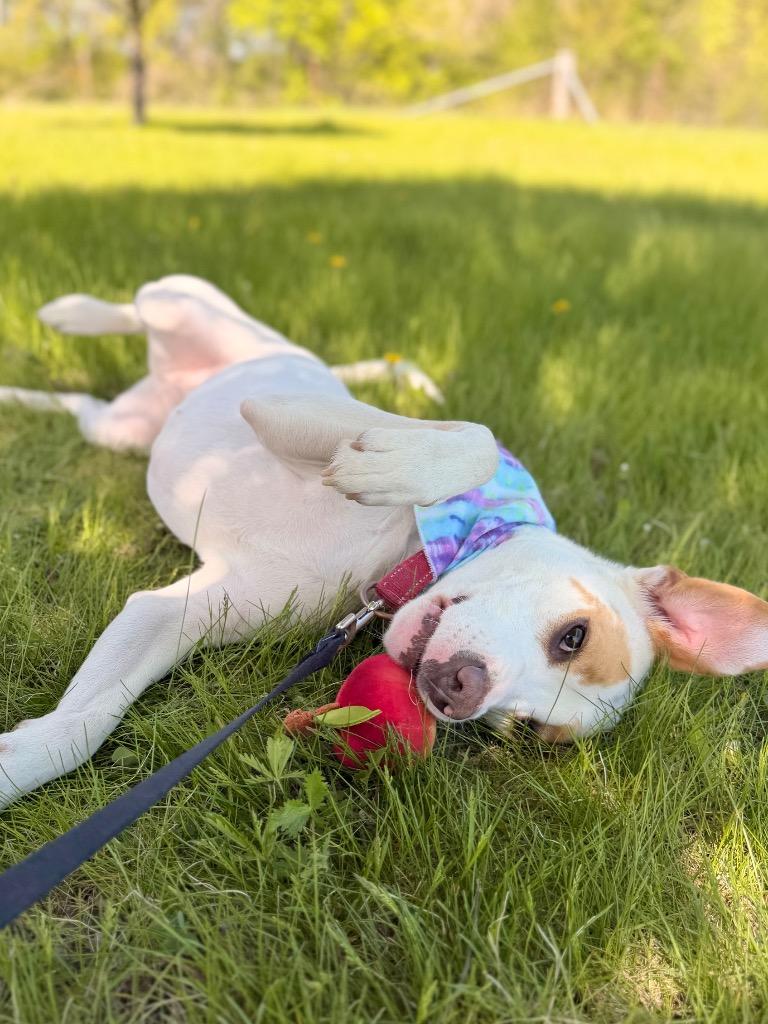 Nezuko, Adoptable, Young Female Mixed Breed.