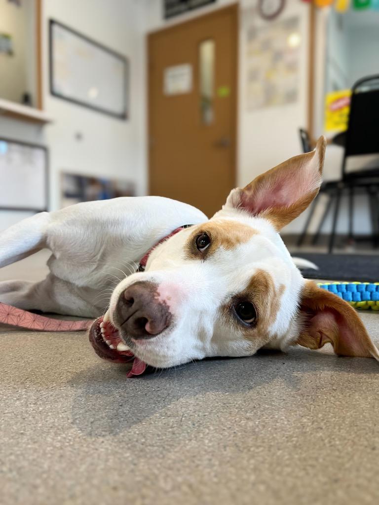 Nezuko, a Adoptable mixed breed in Menomonie, WI image 2/6