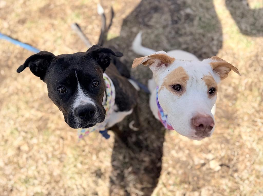 Nezuko, a Adoptable mixed breed in Menomonie, WI image 3/6