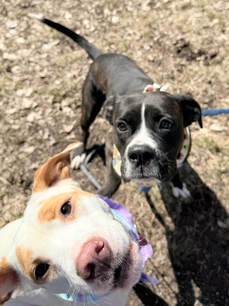 Nezuko, a Adoptable mixed breed in Menomonie, WI image 4/6