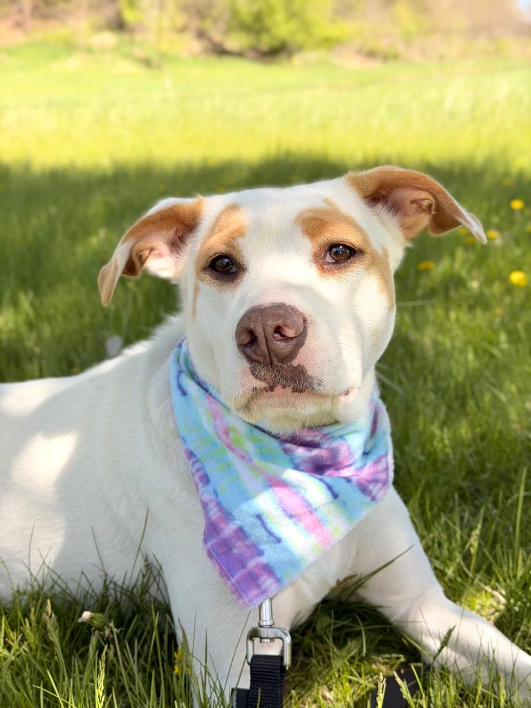 Nezuko, a Adoptable mixed breed in Menomonie, WI image 5/6