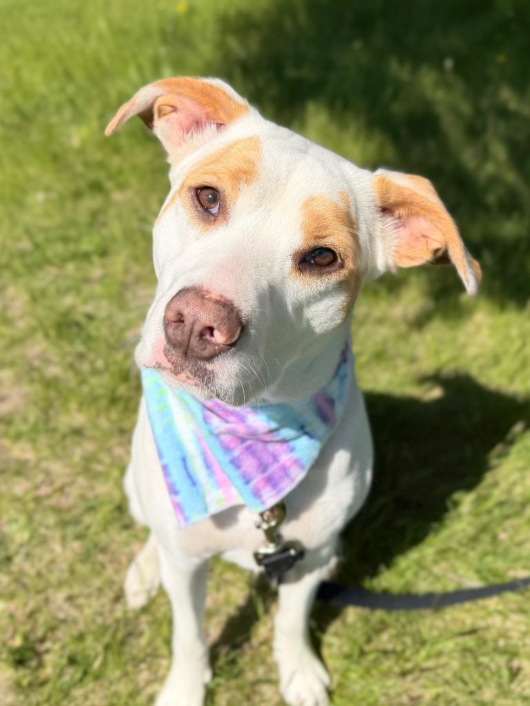 Nezuko, a Adoptable mixed breed in Menomonie, WI image 6/6