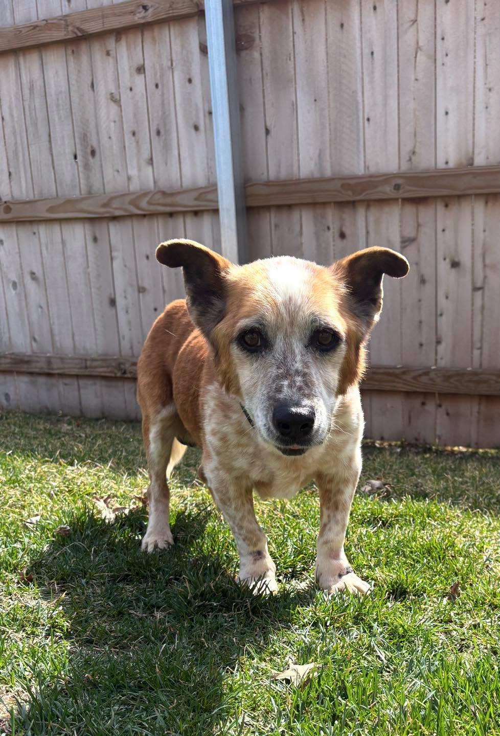 Enlarge Coffee, a ADOPTABLE mixed breed in Grand Island, NE image 2/5
