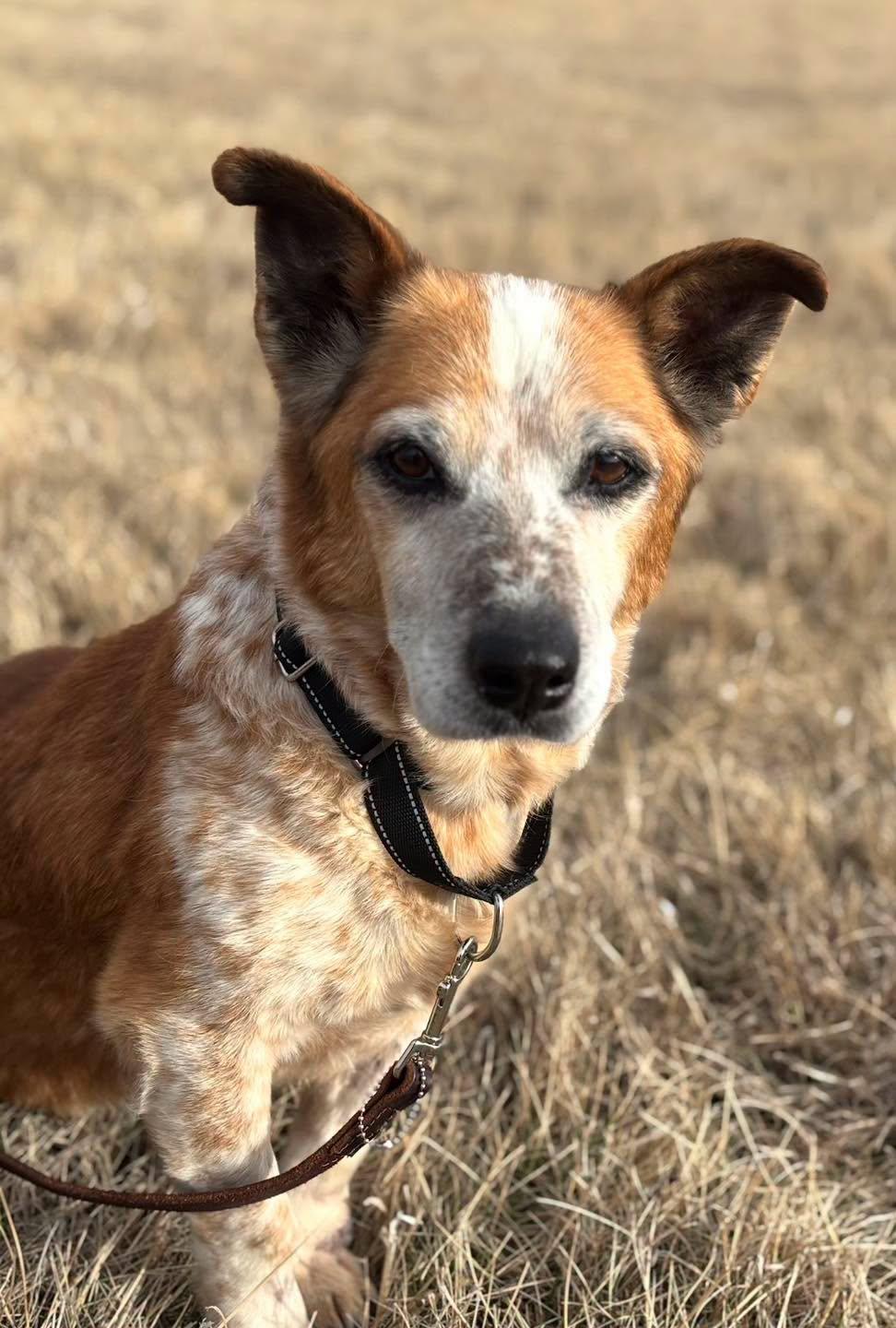 Enlarge Coffee, a ADOPTABLE mixed breed in Grand Island, NE image 4/5