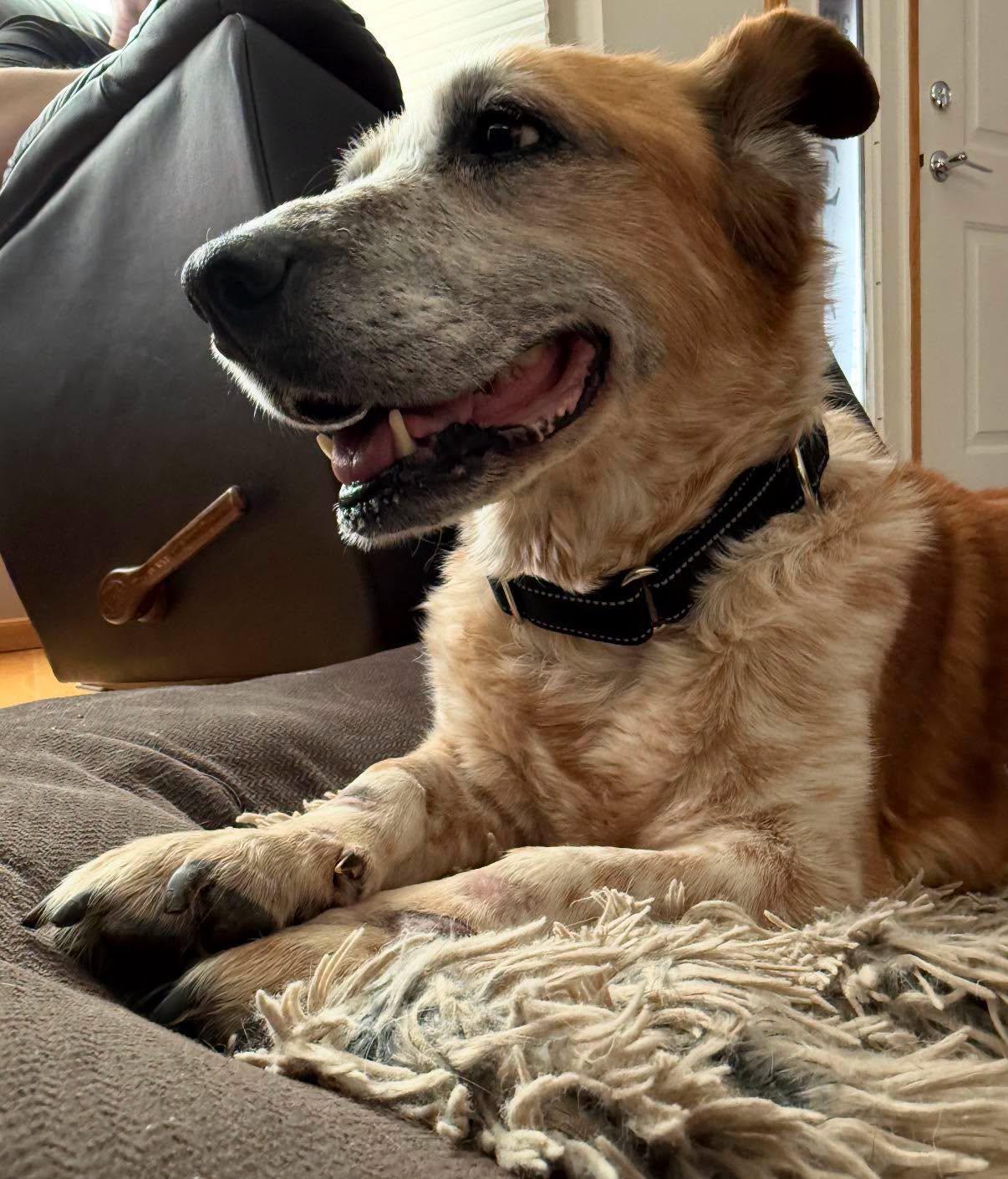 Coffee, ADOPTABLE, Senior Male Cardigan Welsh Corgi & Australian Cattle Dog / Blue Heeler.