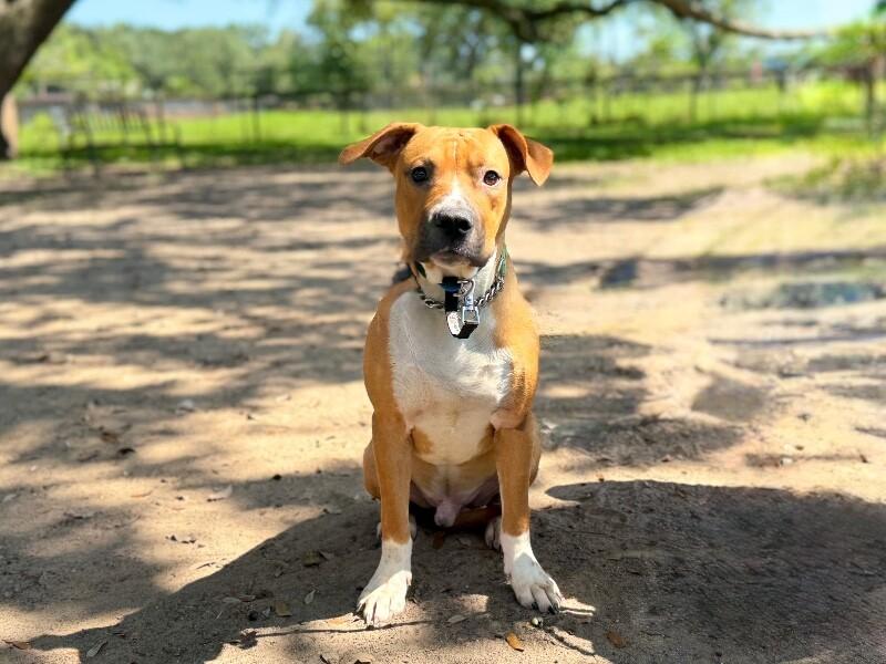 Koda Bear Caddo the Dogs Dog Dream